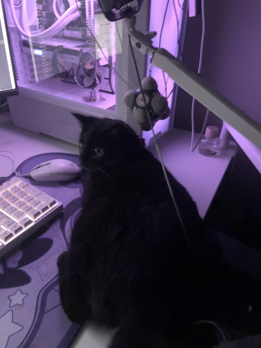 devgloom's tweet image. moon emoji looking cat🌚