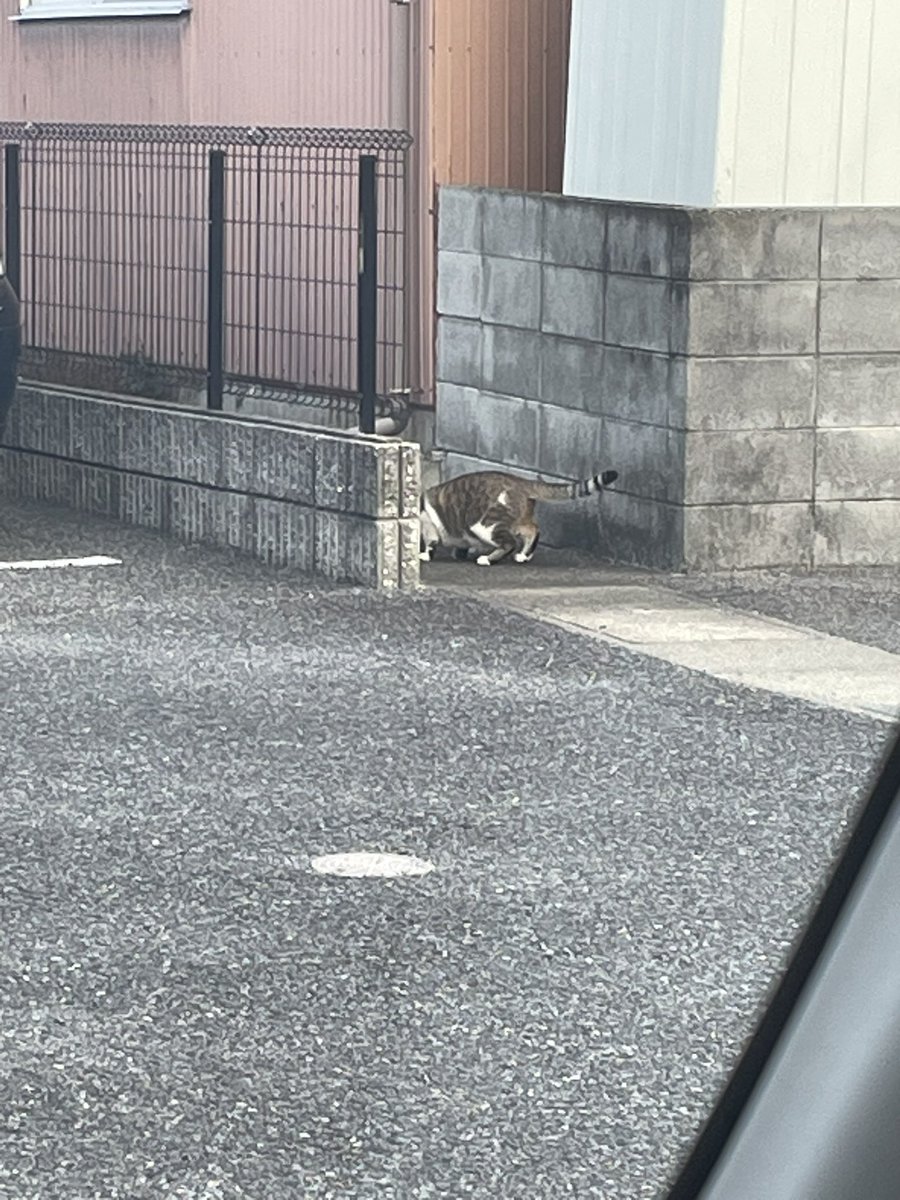 諸刃サイガ 🐦‍⬛🍵 tweet media