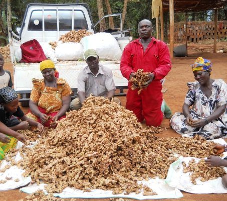 After years of sadness, Tinubu put some smiles on Ginger farmers face😢🤗

Even though this is not a total makeover of the problem, Tinubu has approved N1.9bn palliative to cushion the economic impact of Ginger blight disease outbreak in key Ginger producing states across