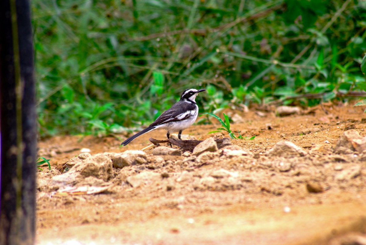 It's the #birds for me on #WorldPhotographyDay 

#wildlifephotography
