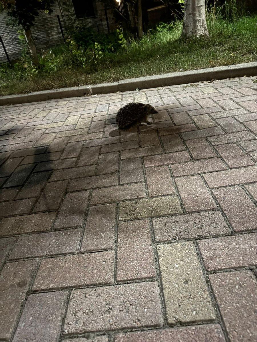 Bram Stoop (@stoopbram) on Twitter photo Gisterenavond weer een Egel op bezoek. Nu zit hij weer heerlijk tussen de bladeren met takken die we speciaal aangelegd hebben. Good Morning volgers en volgertjes. Gisterenavond weer een Egel op bezoek. Nu zit hij weer heerlijk tussen de bladeren met takken die we speciaal aangelegd hebben. Good Morning volgers en volgertjes.