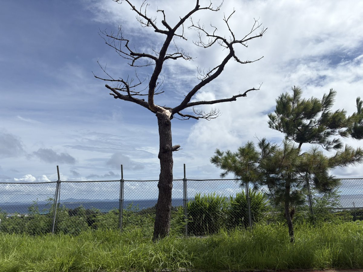 台風になるはずが午後から晴れ間も出てきました。さて、出かけてみましょう。