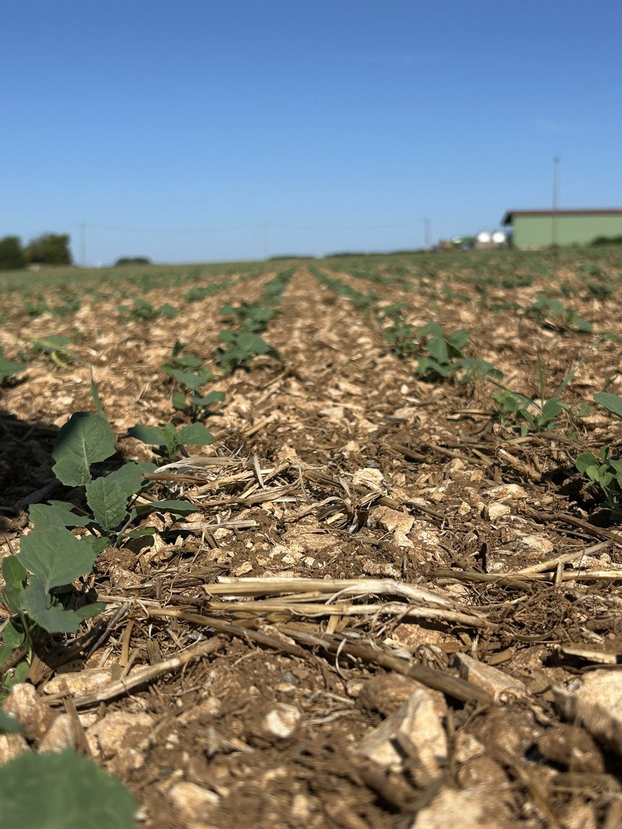 Après la chaleur,le sec et attendant les ⛈️ cet après-midi sur l’#Yonne.
Notre #Colza semait <a href="/BONNIN1402/">Emmanuel BONNIN</a> du dimanche 3 août pousse.
C’est pour le moment <a href="/bigard_q/">Quentin B 🐮🌻🌾🌽🚜</a>,la plus belle parcelle que j’aperçois sur les plateaux de Bourgogne.
#VisMaVieChezUnAgriculteur 
#VisMaVieDeArc