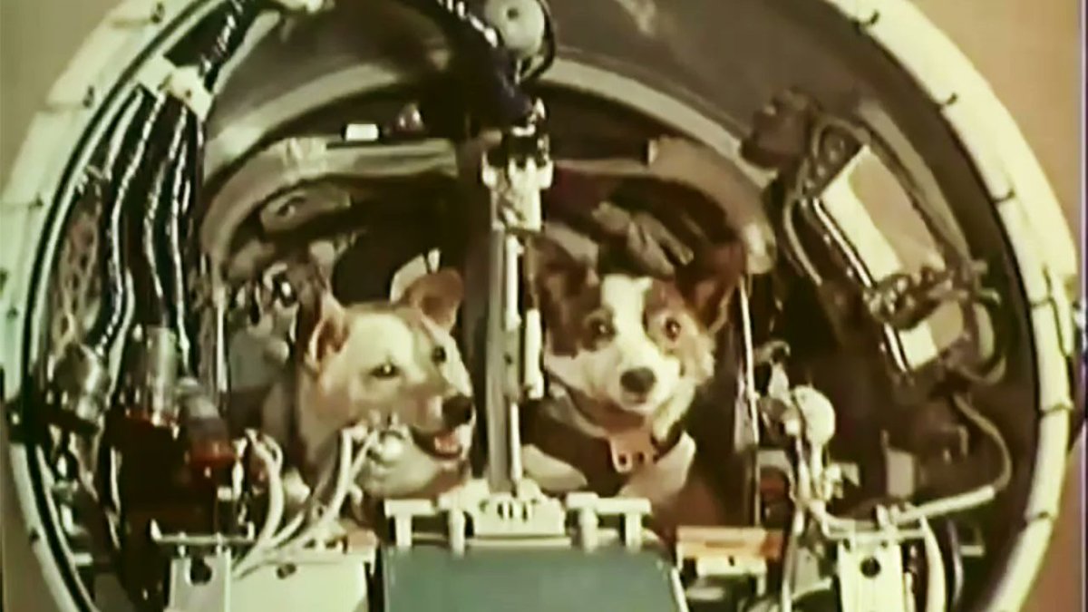 mariobianchi18's tweet photo. Il #19agosto 1960 l'URSS lancia la Sputnik 5 con a bordo i cani #Belka e #Strelka, che in russo significano Scoiattolo e Piccola freccia, 40 topi, 2 ratti e diverse piante. La navetta rientrerà sulla Terra il giorno successivo e tutti gli animali verranno recuperati sani e salvi. https://t.co/FTF0e65q4j