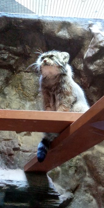 マヌルネコチャン可愛すぎ事件発生 