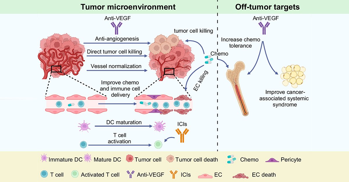 Signal Transduction and Targeted Therapy(STTT) (@sigtrans_sttt) on Twitter photo This review discusses #VEGF ligands and receptors, their molecular mechanisms, evaluates recent advances in VEGF-targeted therapies, and highlights the translational potential of new discoveries in VEGF biology. <a href="/sookmyung1906/">Sookmyung Women’s Univ.</a>
#STTT #OpenAccess: doi.org/10.1038/s41392… This review discusses #VEGF ligands and receptors, their molecular mechanisms, evaluates recent advances in VEGF-targeted therapies, and highlights the translational potential of new discoveries in VEGF biology. <a href="/sookmyung1906/">Sookmyung Women’s Univ.</a>
#STTT #OpenAccess: doi.org/10.1038/s41392…