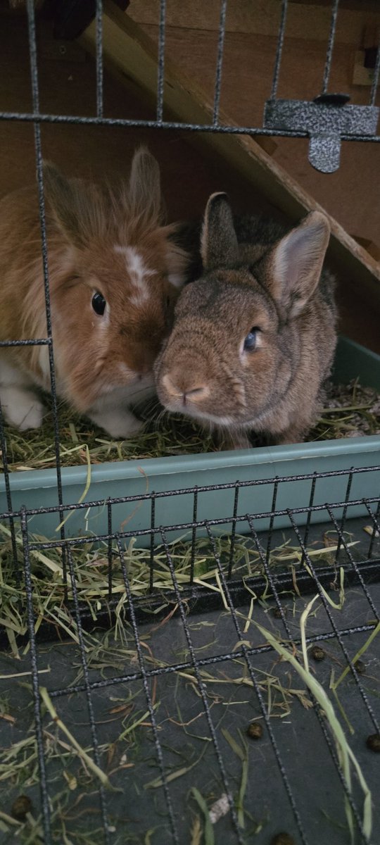 ᴛʀɪѕʜ ౨ৎ tweet media