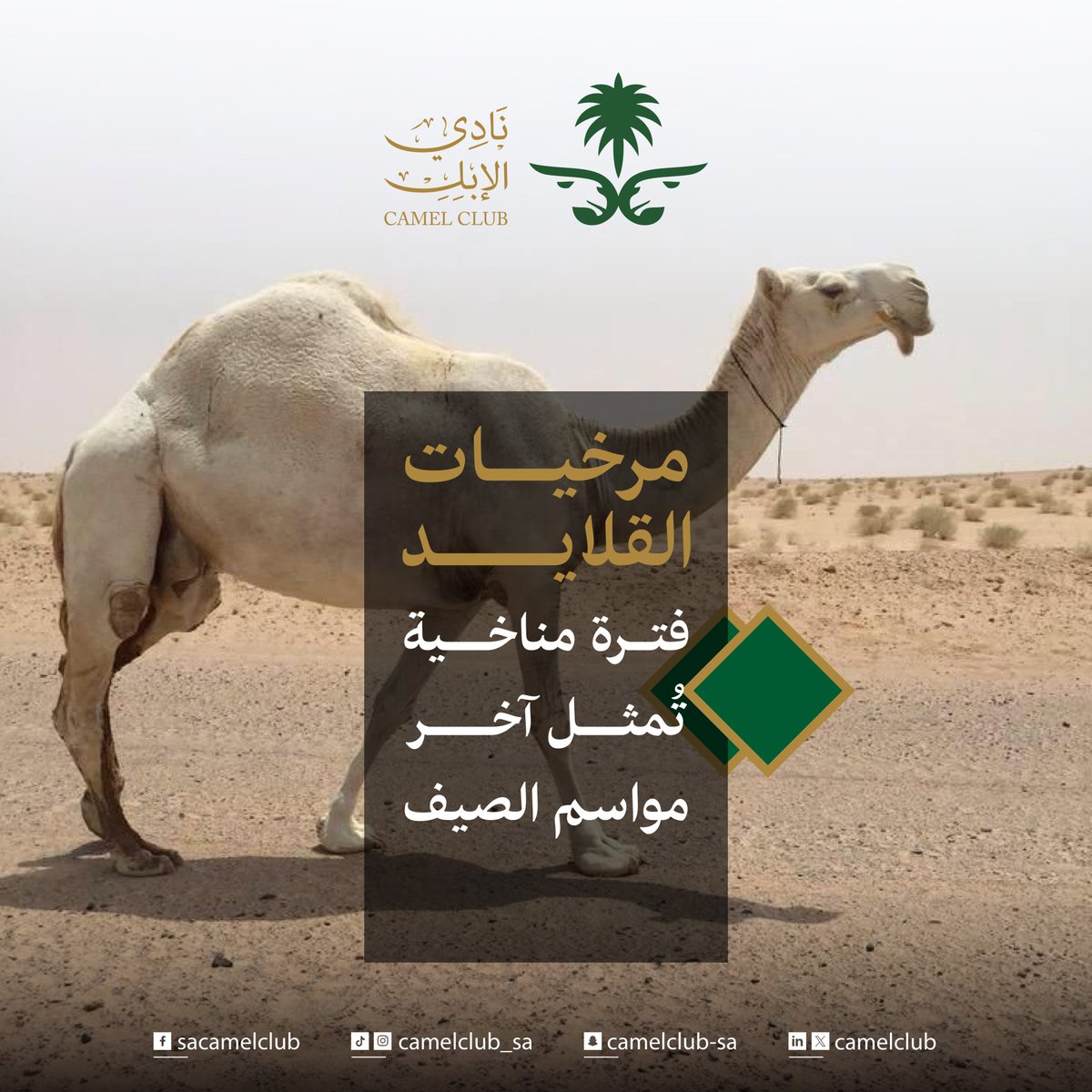 نادي الإبل (@camelclub) on Twitter photo مرخيات القلايد هي ٢٦ يوماً
مقسمة من بداية الكليبين ثلاثة عشر يوماً 
وأول ثلاثة عشر يوماً من سهيل
وسميت بهذا الاسم لإرتخاء قلائد الإبل من شدة الإجهاد والعطش 
وكذلك سُميت (محننات الجمل)
وهي آخر موسم القيض 
 قضى القيض عن جرد السبايا ولا بقى
 من القيض إلا (مرخيات القلايد) مرخيات القلايد هي ٢٦ يوماً
مقسمة من بداية الكليبين ثلاثة عشر يوماً 
وأول ثلاثة عشر يوماً من سهيل
وسميت بهذا الاسم لإرتخاء قلائد الإبل من شدة الإجهاد والعطش 
وكذلك سُميت (محننات الجمل)
وهي آخر موسم القيض 
 قضى القيض عن جرد السبايا ولا بقى
 من القيض إلا (مرخيات القلايد)