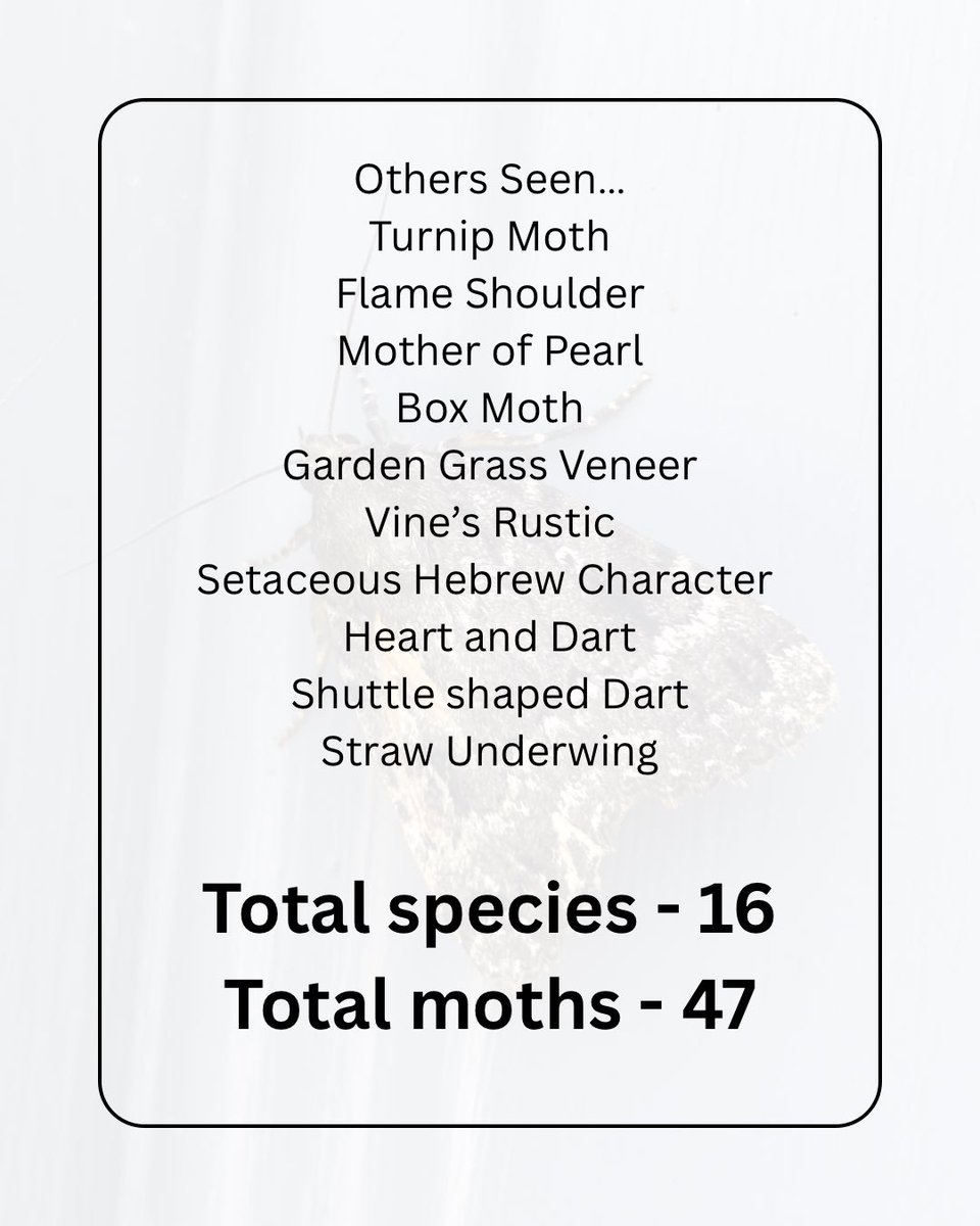 A few highlights from Moth Trapping this weekend at home…
Star of the show was the Burnished Brass shimmering in the sunlight!
16 species… 47 moths