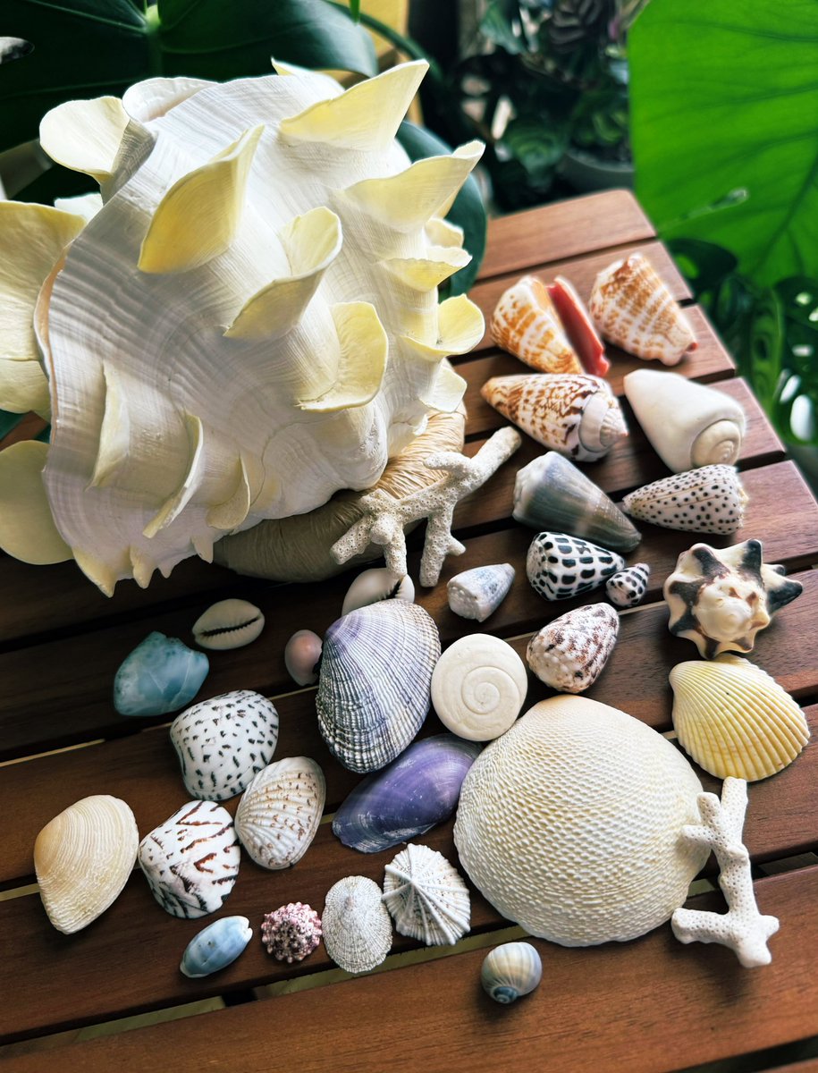 eyes_birds's tweet image. お土産を今更開封☺️遅

島宿のシャコ貝ランプに一目惚れして、お土産屋さんでシャコ貝見つけたー🩷(このペロペロしてるの初めて見た、好き)
他にも色々入った詰め合わせがあって迷った🥹巻貝の蓋や青い謎の石入ってた😂次の旅に出る前にちゃんと飾りたいなぁ🏝️
#石垣島 #西表島 #shells