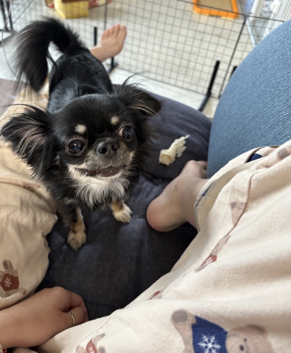 うちの犬ちゃん(ちわわ) tweet media