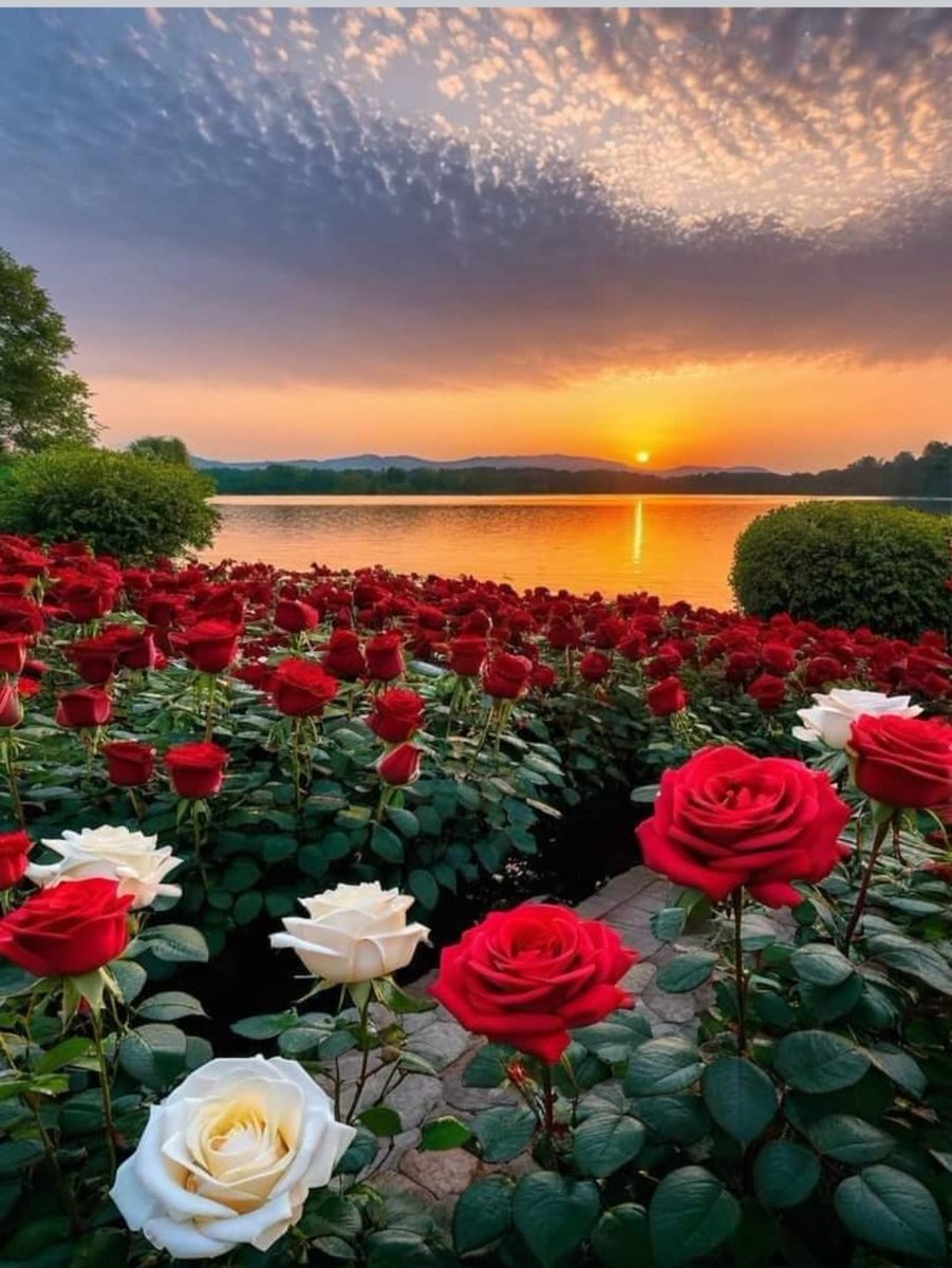 Günaydın hayırlı sabahlar dilerim Roj baş