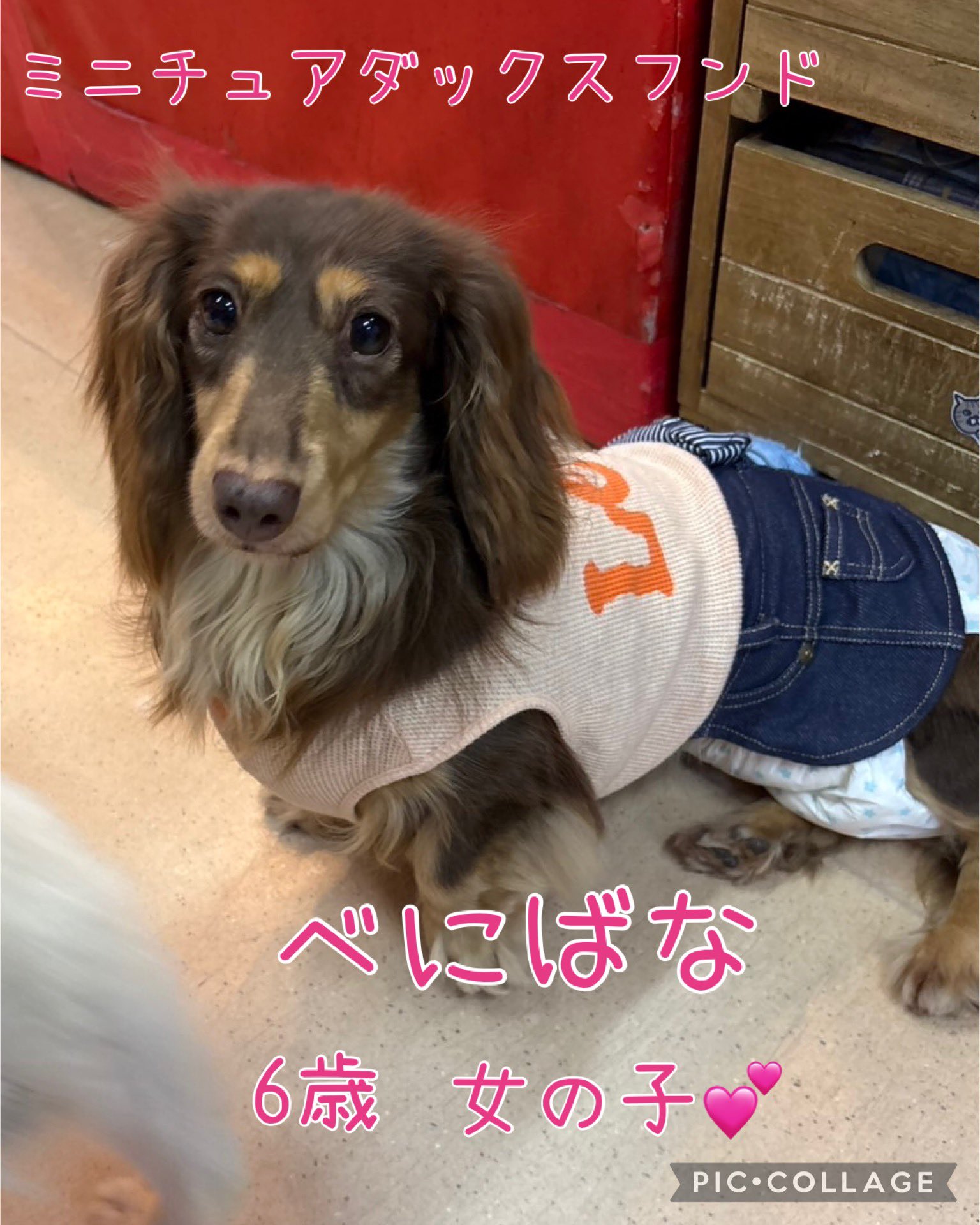 モールアート☆ミニダックス☆へそてん モールアート☆ミニダックス②☆へそてん