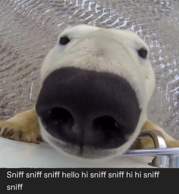 BearyDales (@bearydales) on Twitter photo 