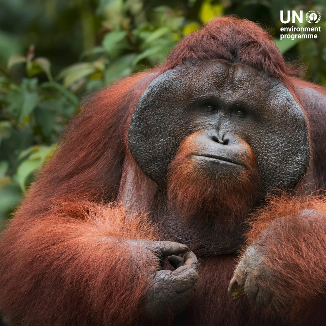 Today is #OrangutanDay 🦧

Orangutans, the “people of the forest,” play a key role in keeping forests healthy. But all three species - Bornean, Sumatran, and Tapanuli orangutans - are critically endangered due to habitat loss and illegal trade.

Learn more: