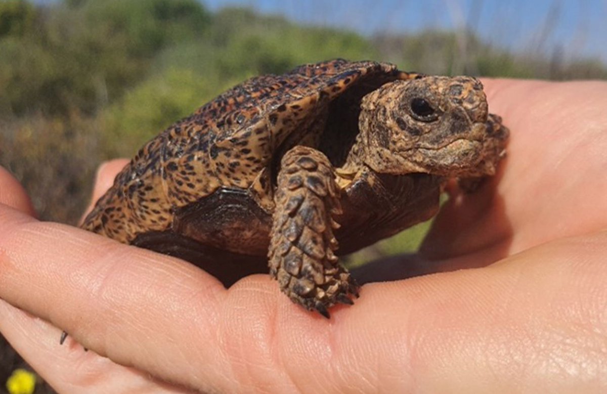 Roxanne Reid (@roxannereidsa) on Twitter photo Northern Cape Farm Becomes Safe Space For World’s Tiniest Tortoise goodthingsguy.com/environment/no… via <a href="/GoodThingsGuy/">Good Things Guy</a> #conservation #tortoise #northerncape Northern Cape Farm Becomes Safe Space For World’s Tiniest Tortoise goodthingsguy.com/environment/no… via <a href="/GoodThingsGuy/">Good Things Guy</a> #conservation #tortoise #northerncape