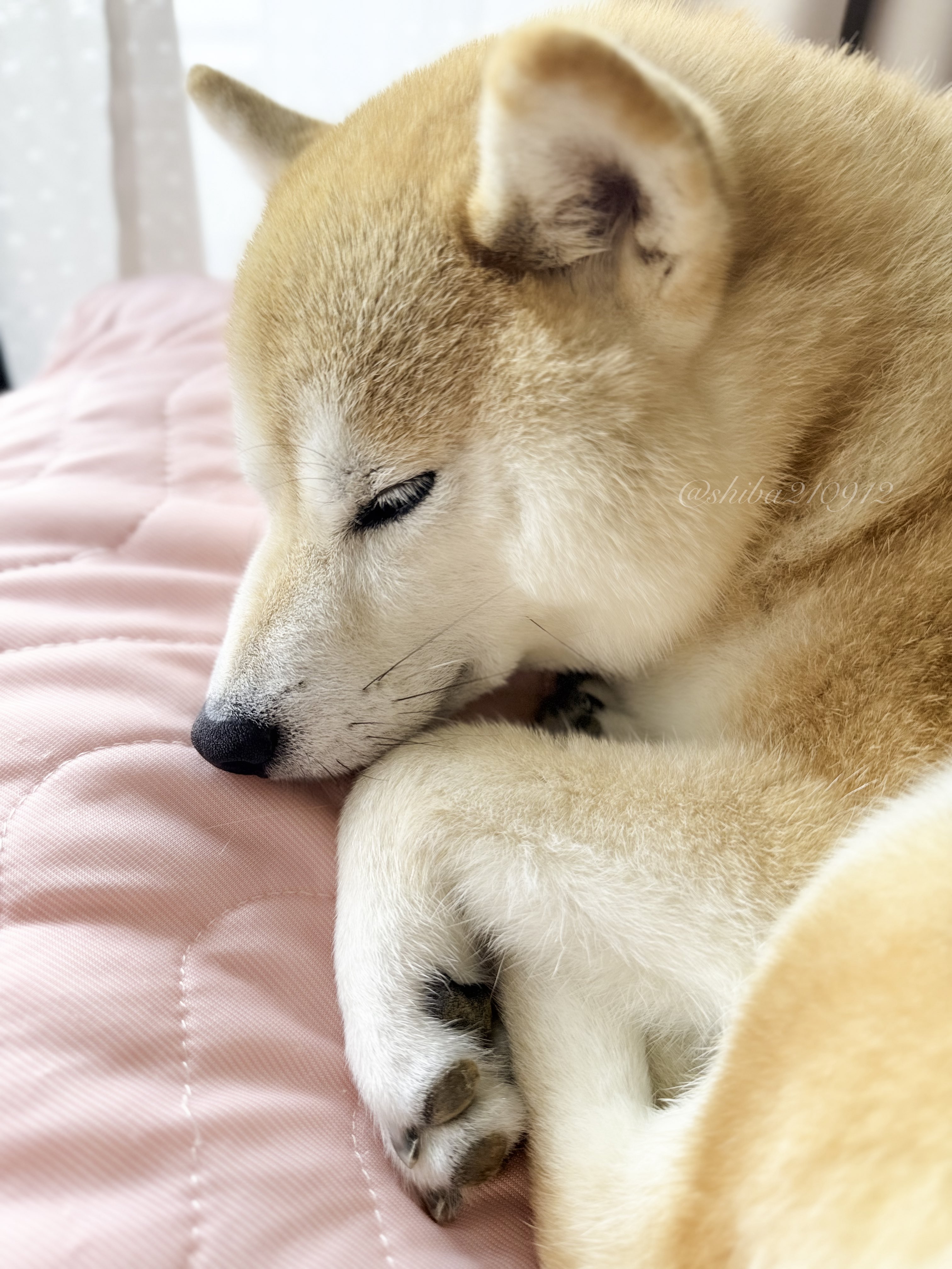 柴犬もも (@shiba210912) / X