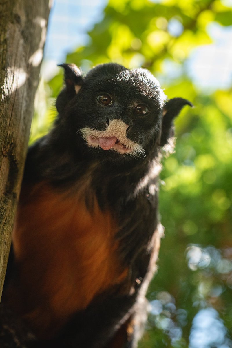 Tongue Out Tuesday’s star this week is our very cheeky Red-bellied Tamarin, Panama. 🤪

#tongueouttuesdays #isleofwight #TuesdayThoughts 😝