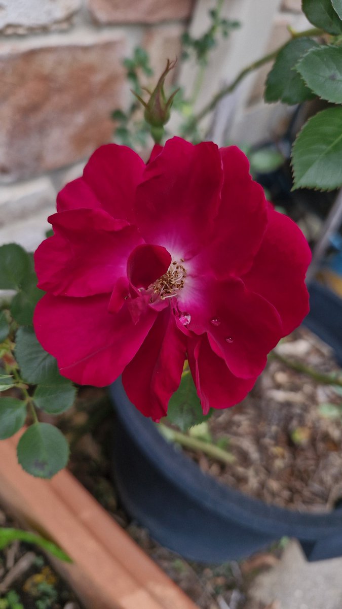 FactFirstNet's tweet image. Good old mum keeps updating me with my roses. It's going hard. I am very excited.