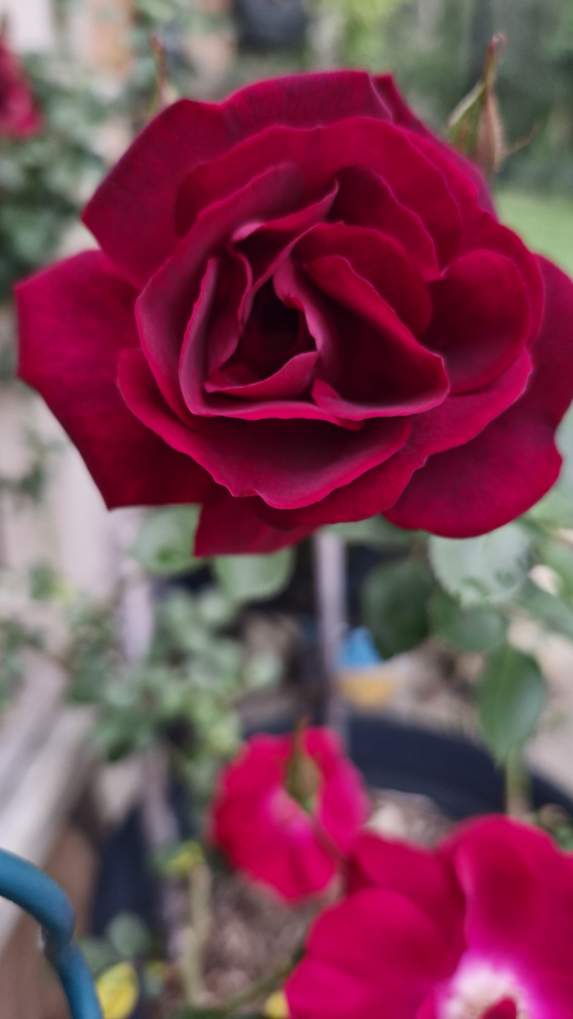 FactFirstNet's tweet image. Good old mum keeps updating me with my roses. It's going hard. I am very excited.