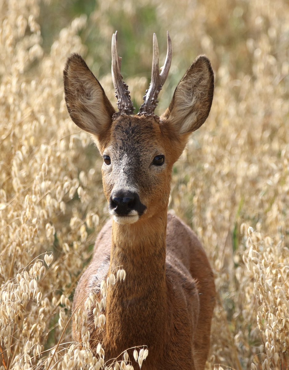 LucyBurrellGB's tweet photo. 🦌 @WKWT @BBCCWR https://t.co/RAijlP8WPB
