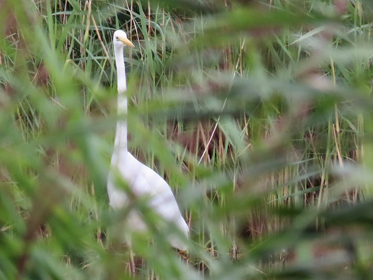 Mayfieldbirder's tweet photo. Enjoyed a visit to #RSPBHamWall 13/8, quiet at this time of year but: Great (mainly) & Little Egret; GC & Little Grebe; Gadwall; Marsh Harrier; Moorhen. (No swords emerging from the Avalon water though and Ham I read refers to water meadows.) https://t.co/65HuJggKdj