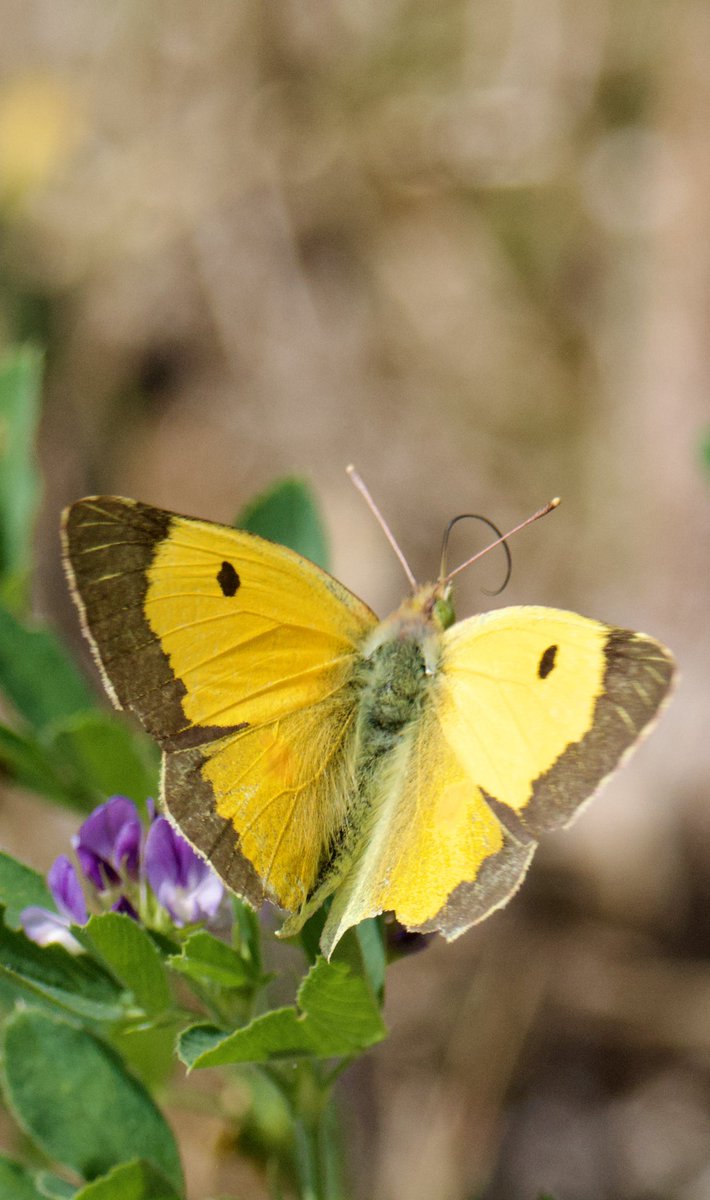 TimTim292's tweet photo. Clouded Yellow Brandy Head Devon. @BCDevon @savebutterflies @SEDwildlife @wildlife_devon @DevonWildlife #Butterfly #CloudedYellow https://t.co/XLYYezRgps
