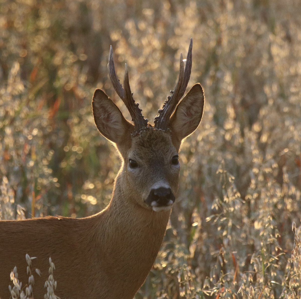 LucyBurrellGB's tweet photo. 🦌 https://t.co/ixDyFuNCAh