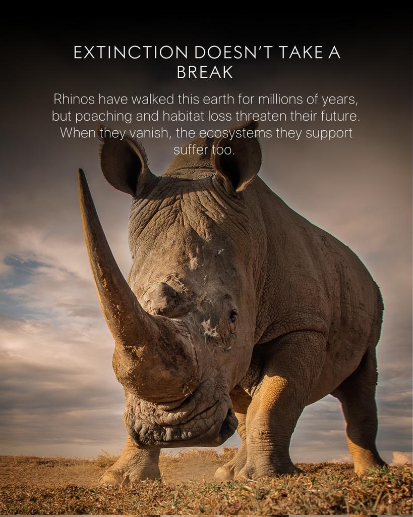 SueSpurgin's tweet image. Imagine walking in the #African bush &amp;amp; hearing… nothing. No crash of rhinos grazing, no heavy footsteps breaking the silence, no life thriving in their wake. #Rhinos keep the land alive. Without them, the wilderness would wither &amp;amp; the silence would be deafening. We need #rhinos!