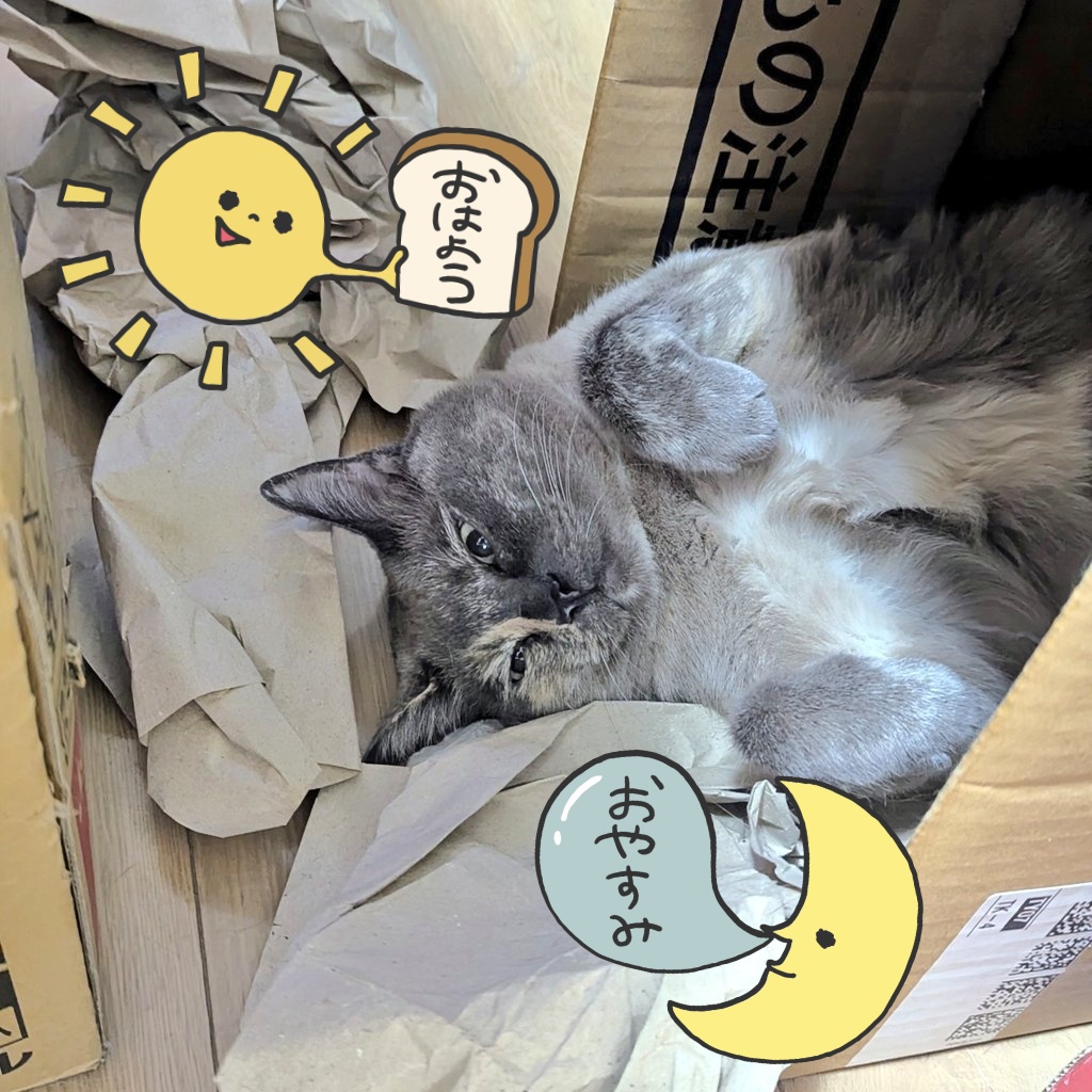 maychikorilalan's tweet photo. 今日の箱入り娘

ららんたん
おはよー
おやすみー

どっちなんだーい🫣💡
どっちでもいいわよ
好きよ😏✨✨

#猫のいる暮らし𓏲𓎨 https://t.co/1HdqfhJlaZ