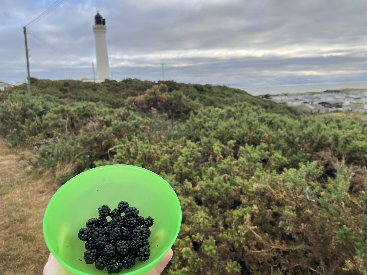 Early morning foraging collecting a bit of fruit for <a href="/littlestobbsy/">C S</a>