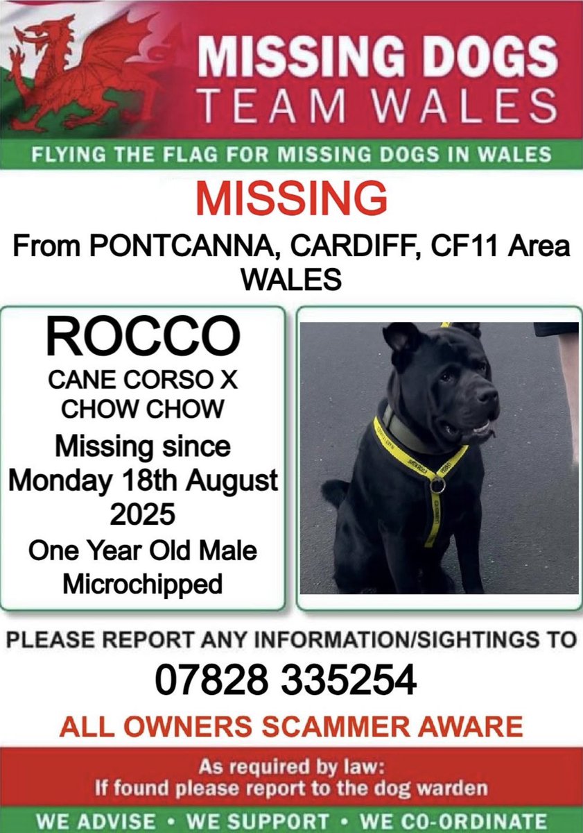 missingdogwales's tweet photo. ❗❗❗POSSIBLY HIT BY A CAR AND HEADING TOWARDS RIVERSIDE.
❗❗#ROCCO #MISSING From #PONTCANNA #CARDIFF #CF11 Area #WALES❗❗
❗SINCE MONDAY 18th AUGUST 2025.
❗PLEASE CALL NUMBER ON POSTER WITH ANY SIGHTINGS/INFORMATION❗ https://t.co/b2MVuFdflL