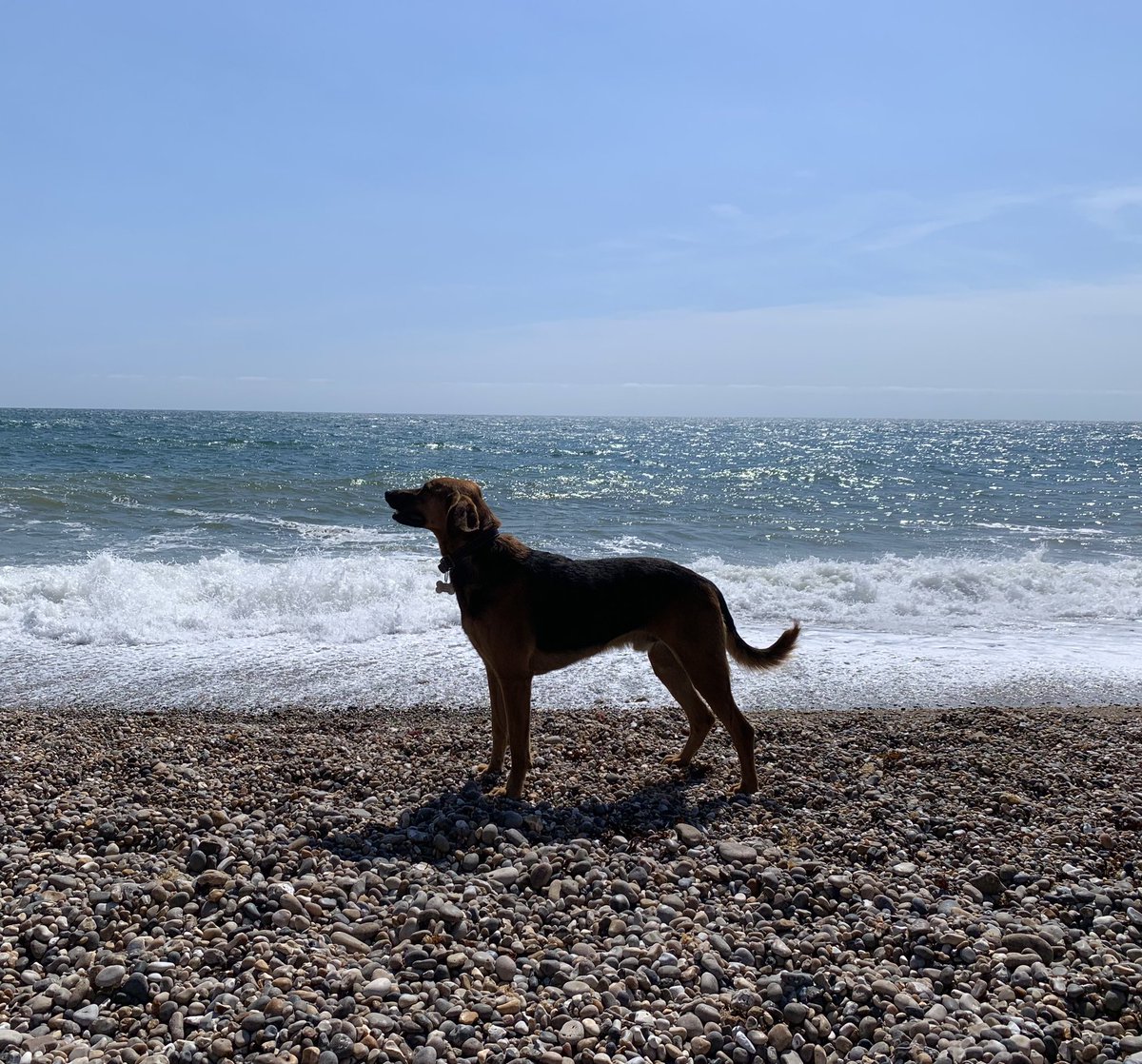 Paul Sutton-King (@paulsuttonking) on Twitter photo Rowley senses something on the wind at Branscombe #TidesOutTuesday Rowley senses something on the wind at Branscombe #TidesOutTuesday