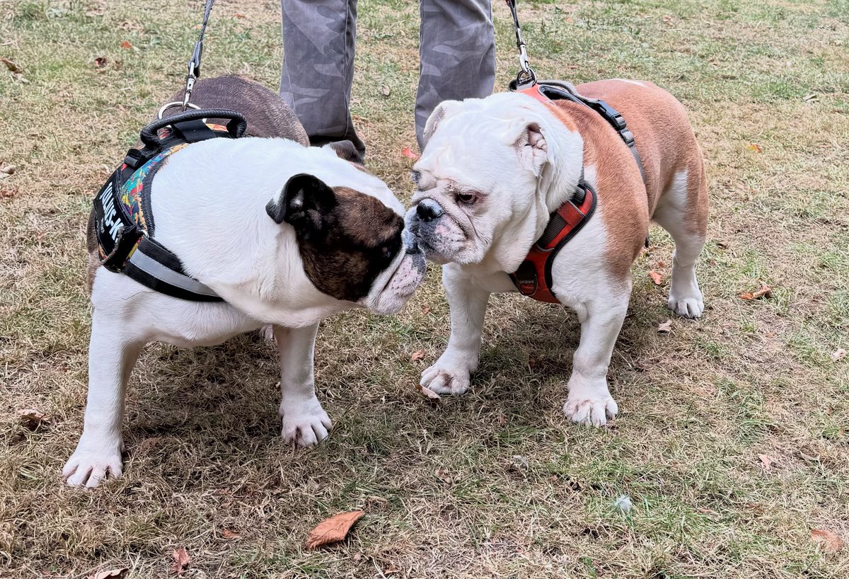 Neville now has a new walking partner in Margot