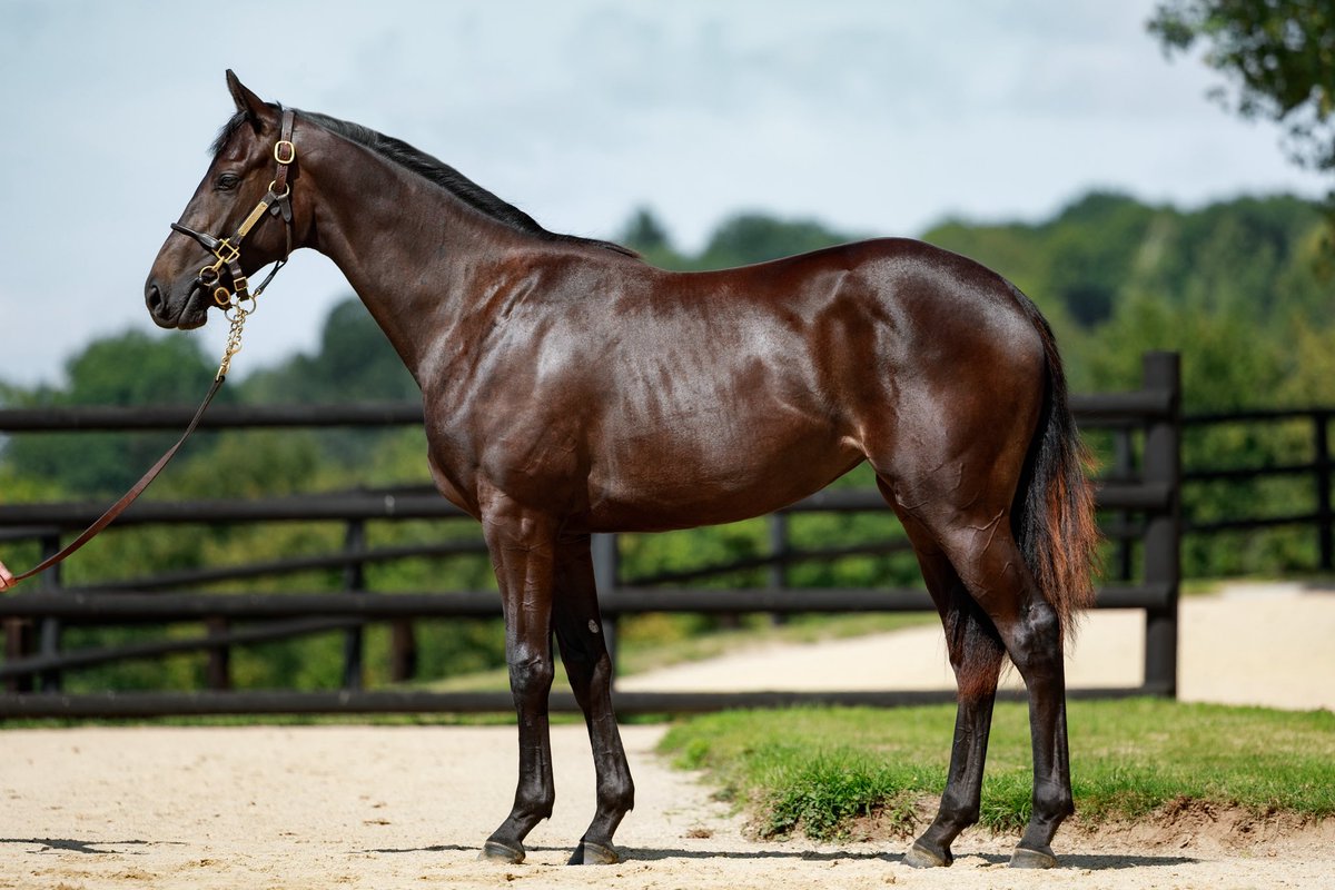 EMW Equine tweet media