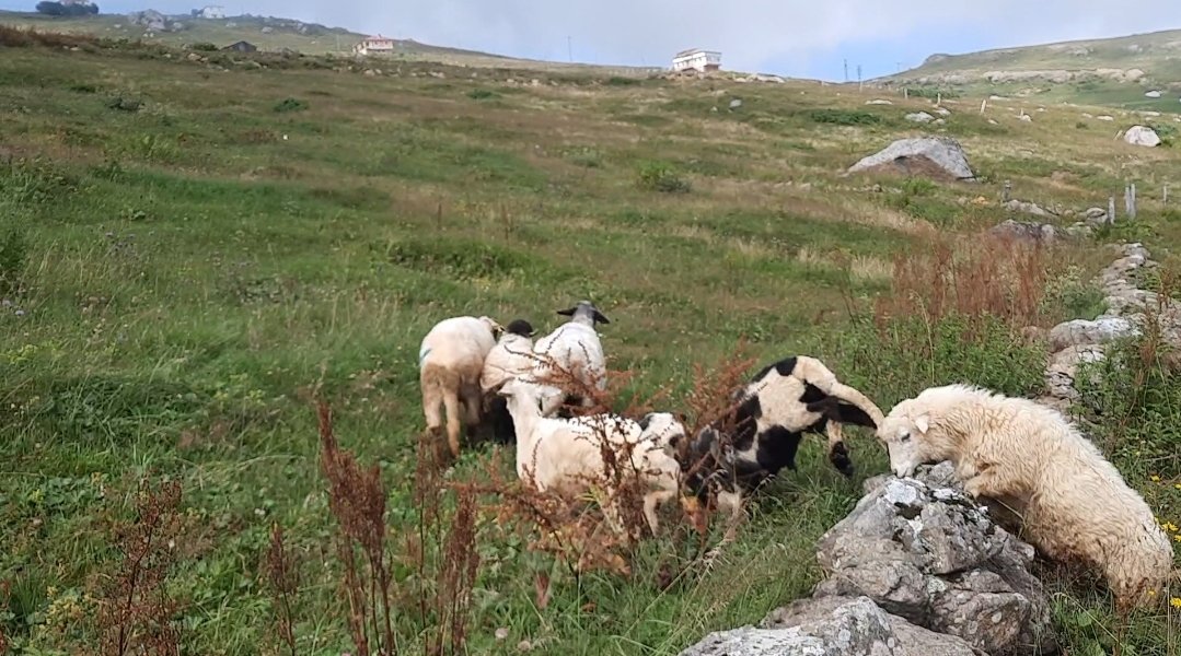 Aynen kardeşim ancaplar iş hayatında yok✍️🥱🥱😤