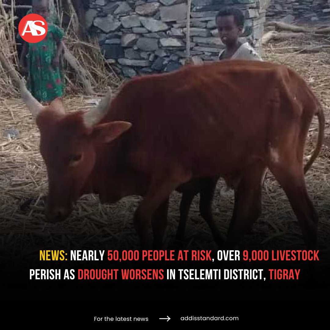 #Ethiopia: Nearly 50,000 people at risk, over 9,000 livestock perish as #drought worsens in #Tselemti district, #Tigray 

Nearly 50,000 people in Tselemti district, northwestern Tigray, are at risk of hunger and displacement as a severe drought continues to devastate the area,