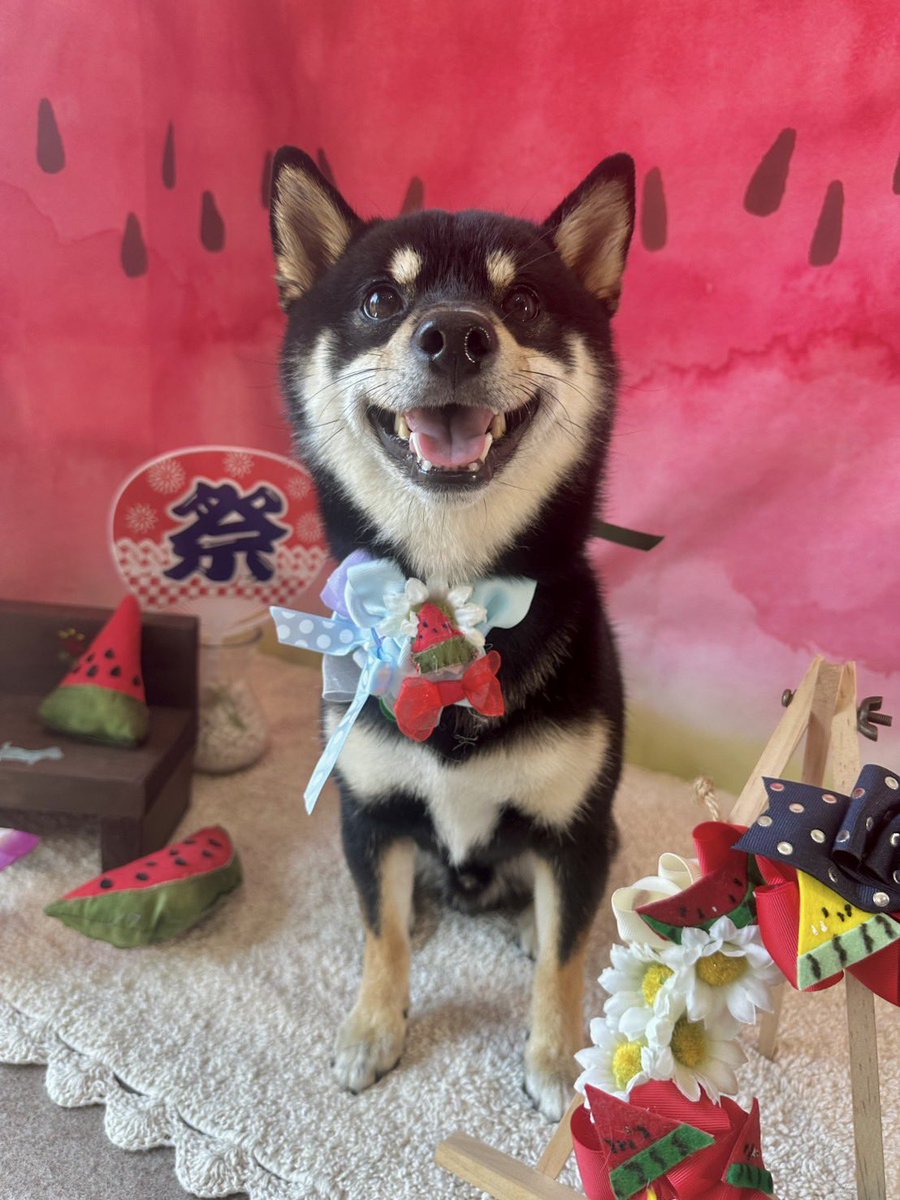 05chiii29's tweet photo. 今日は颯のサロンの日でした✨いつもお願いしているDog Salon HINAさん💕いつもありがとうございます♪HINAさんから頂くお写真や動画を拝見させて頂くと颯がお利口さんでいてくれてる様子が伺えてとても嬉しく思っておりま���。
#黒豆柴
#柴犬
#日本犬
#豆柴の居る暮らし
#dog_salon_hina https://t.co/3MrCKRlTmB