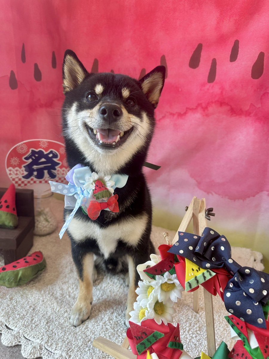 05chiii29's tweet photo. 今日は颯のサロンの日でした✨いつもお願いしているDog Salon HINAさん💕いつもありがとうございます♪HINAさんから頂くお写真や動画を拝見させて頂くと颯がお利口さんでいてくれてる様子が伺えてとても嬉しく思っておりま���。
#黒豆柴
#柴犬
#日本犬
#豆柴の居る暮らし
#dog_salon_hina https://t.co/3MrCKRlTmB