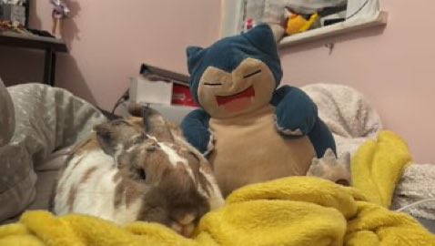 robyn 👱🏻♀️& paddy 🐰 tweet media