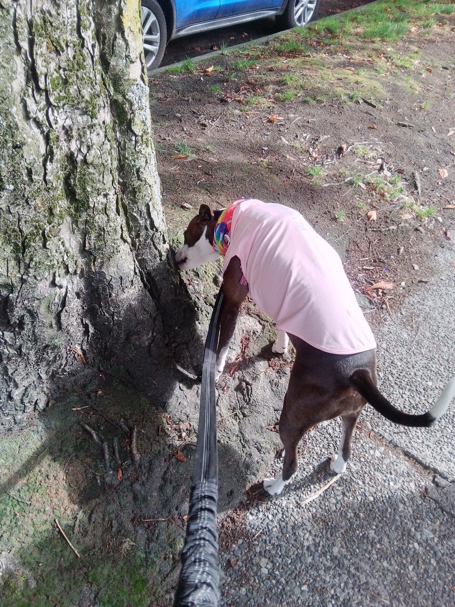 LebrockTony's tweet photo. Madam's Having A Great Sniff
💙🐾💙💙😎👑🫰💙💙🐾💙
#pittiemomlife #picoftheday #DogsMakeMeHappy #pitties #sniffing #dogsoftwitter #dog
#wondering #mothernature
#MadamRiley https://t.co/kYq5Eag7tb