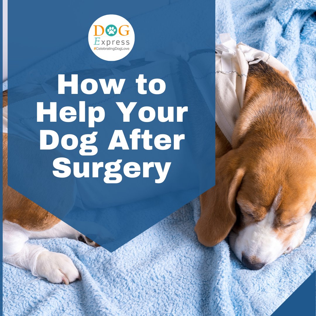 Dog_express's tweet photo. How to Help Your Dog After Surgery ๐พ๐
https://t.co/t47OtpzOwG
#Dogexpress #Doglovers #Dogowners #lovemydog #doglove #doglife #DogCare #DogHealth #PetCareTips #DogRecovery #DogSurgeryCare #CaringForDogs #DogWellness #PetRecovery #DogLove #DogTips #PupCare #FurryFriendCare https://t.co/00ENjIb8UH