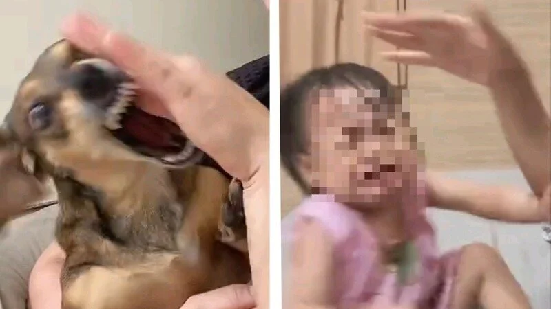 Immer wieder TikTok 😡 Auf TikTok zeichnen sich Trends ab, die Gewalt gegen Kinder und Tiere fördern. Videos zeigen Grausamkeiten oder unangemessene Behandlung wehrloser Wesen. Diese Handlungen verursachen nicht nur Schmerz und Leid bei den Opfern, sondern vermitteln auch eine