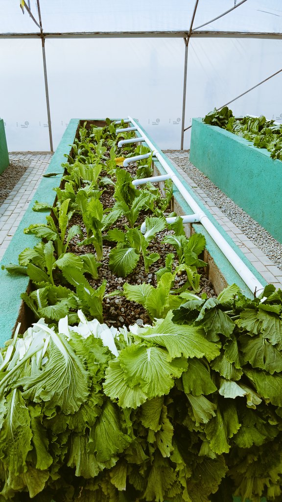 babu_shamba's tweet image. Did you ever taste something from aquaponic?