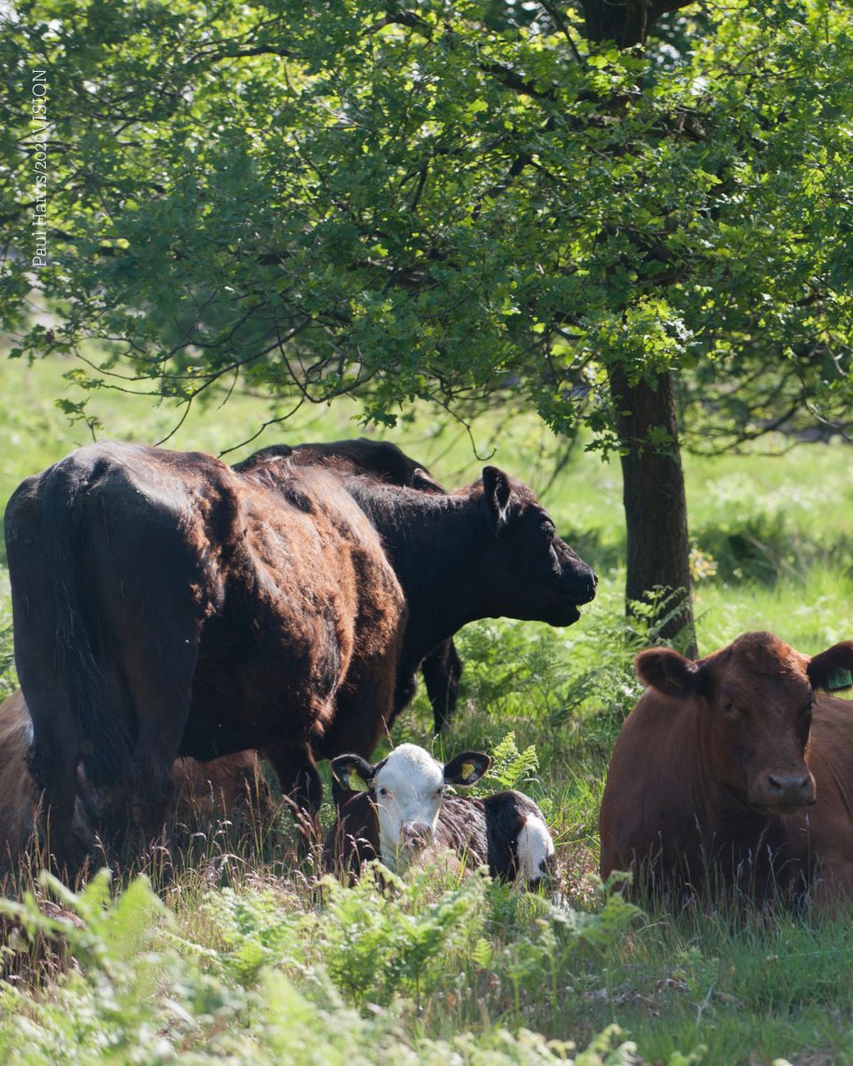 Join us for a free workshop led by a local farmer, who will demonstrate how she uses tree hay to improve livestock health and work with nature to diversify her farm - rwtwales.org/events/2025-08…

📅 29th August
📍 Lower Llaithddu Farm