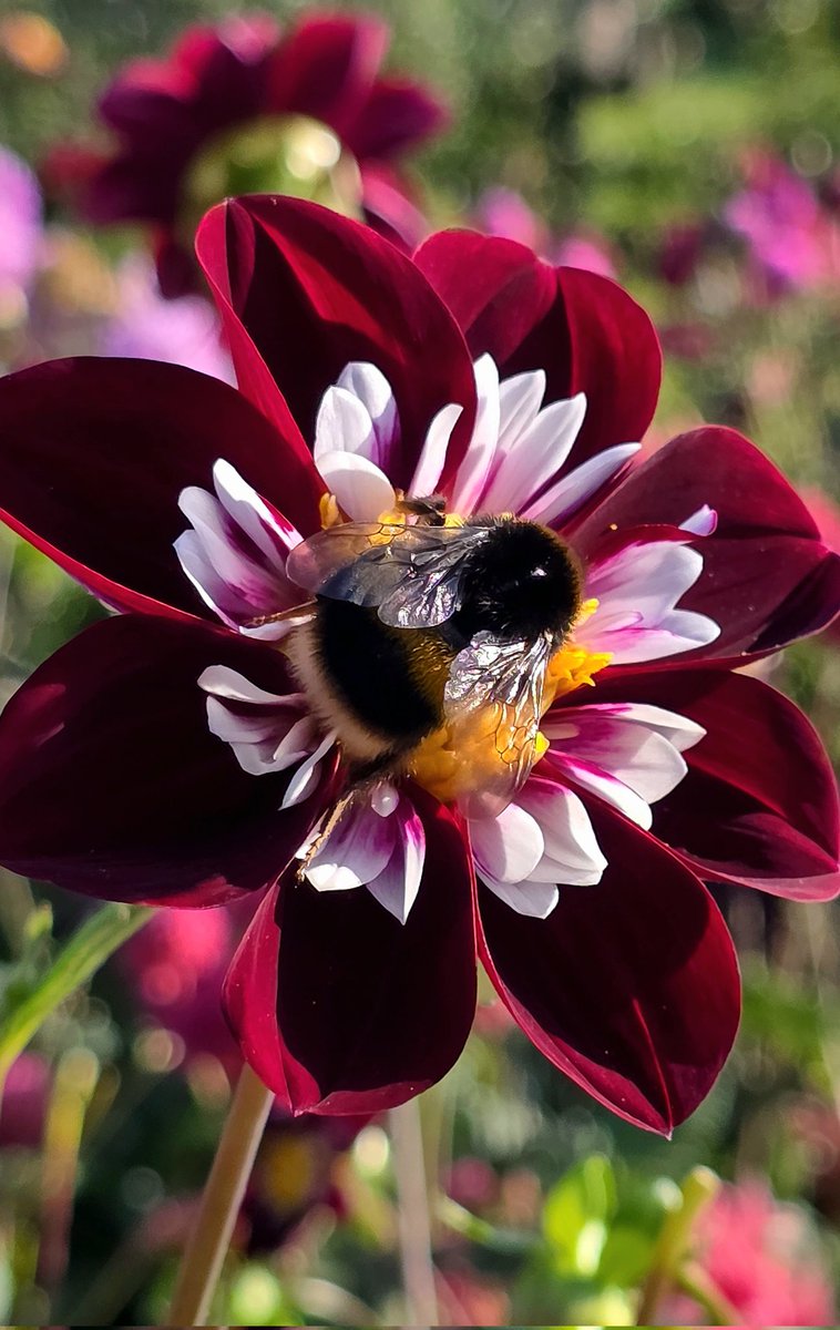 Nature in the Captainsgarden #DealCastle Kent. #BBCBreakfast #photooftheday
#EnglishHeritage
