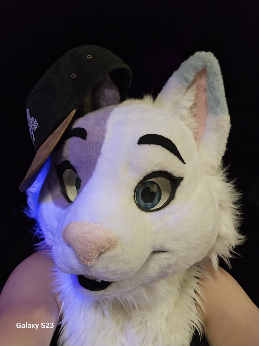 KitCat /\\\ tweet media