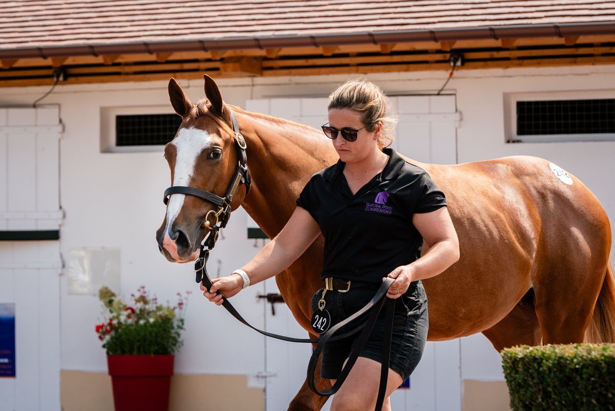 Saracen Thoroughbred tweet media