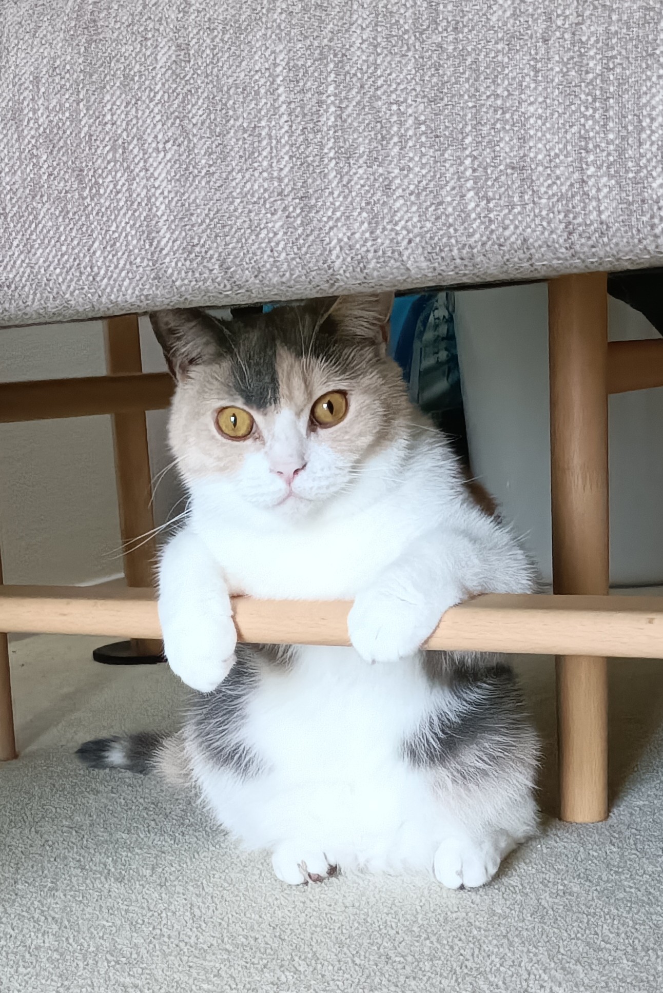 猫 わかさま on X: 