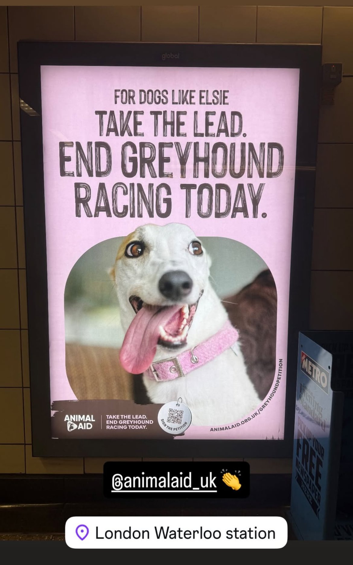 Greyhound Racing Memes